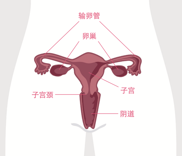 子宫跟卵巢的位置图片图片