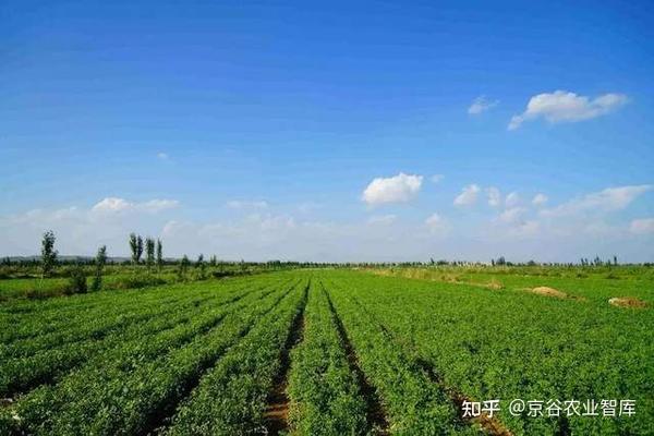 光果甘草提取物——光甘草定，护肤界的美白黄金！ 知乎 
