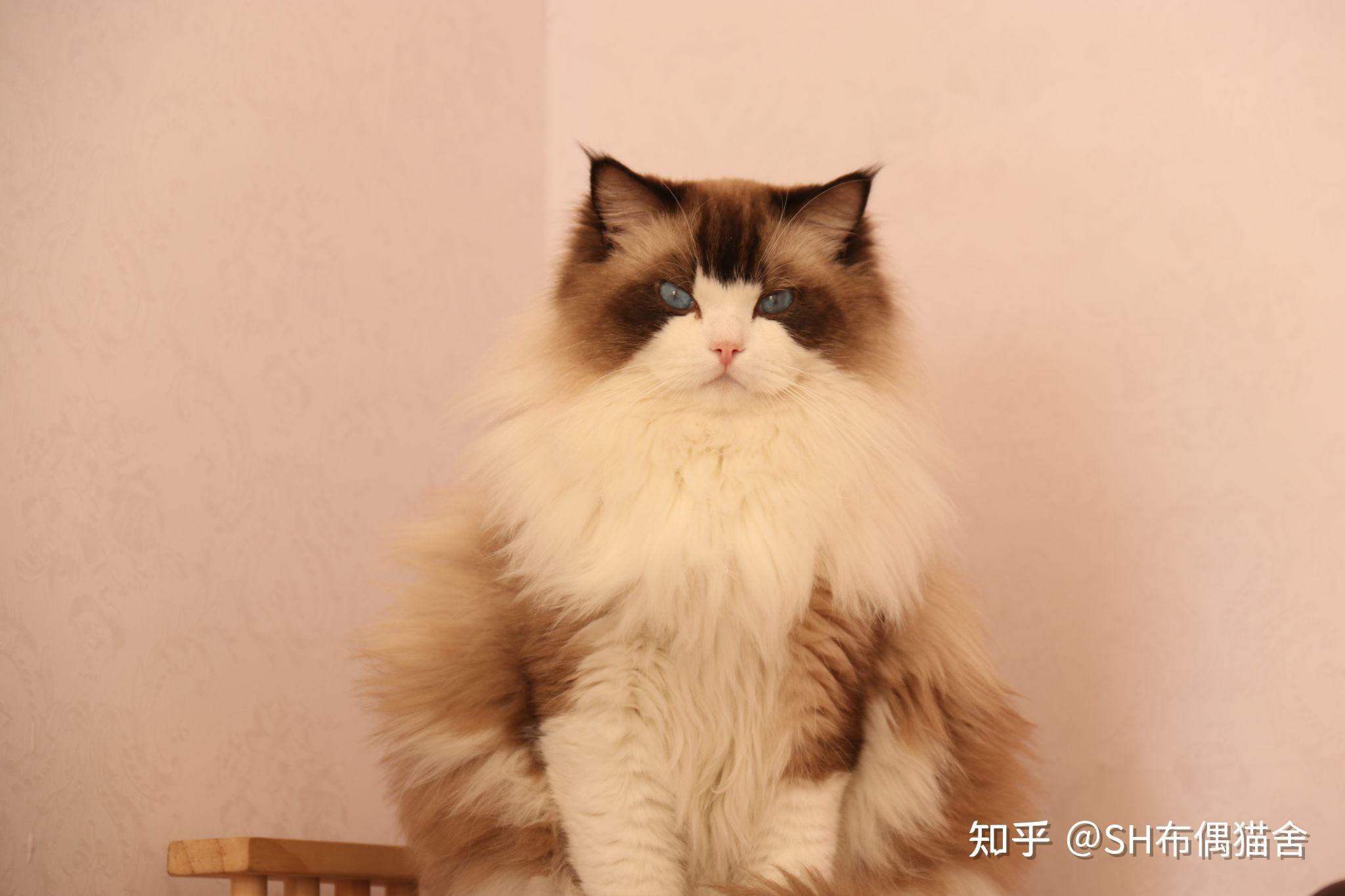 要那个布偶的种类好呀? - 知乎