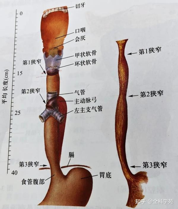 消化系统解剖知识 - 知乎