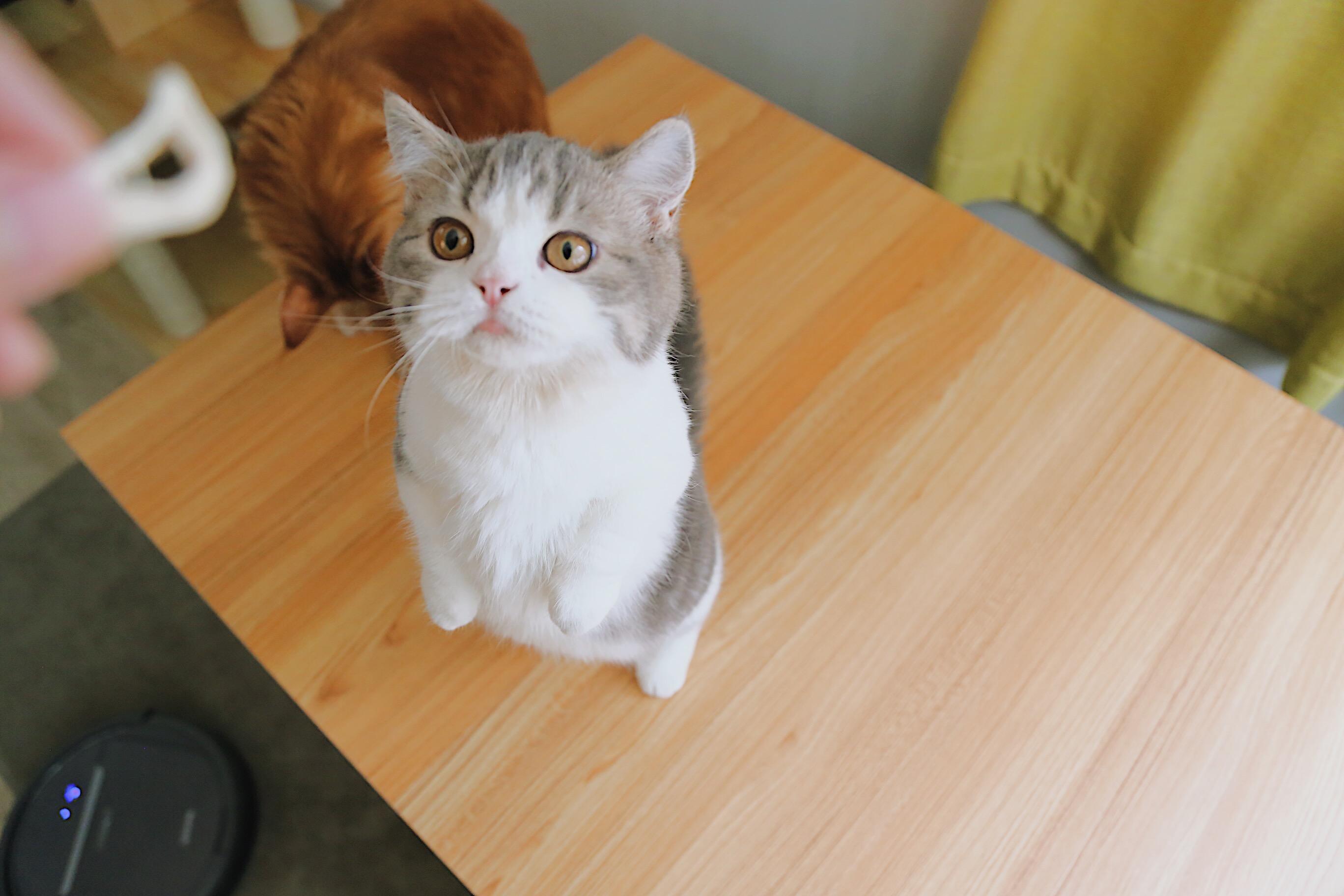 吸猫时间到一只巨萌短腿猫可以治愈全世界啊喂