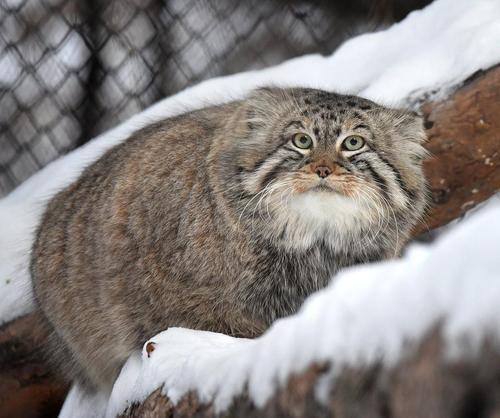 有一种动物像猫,但是名字里不带猫,不是猞猁,看着胖乎乎挺可爱的,好像