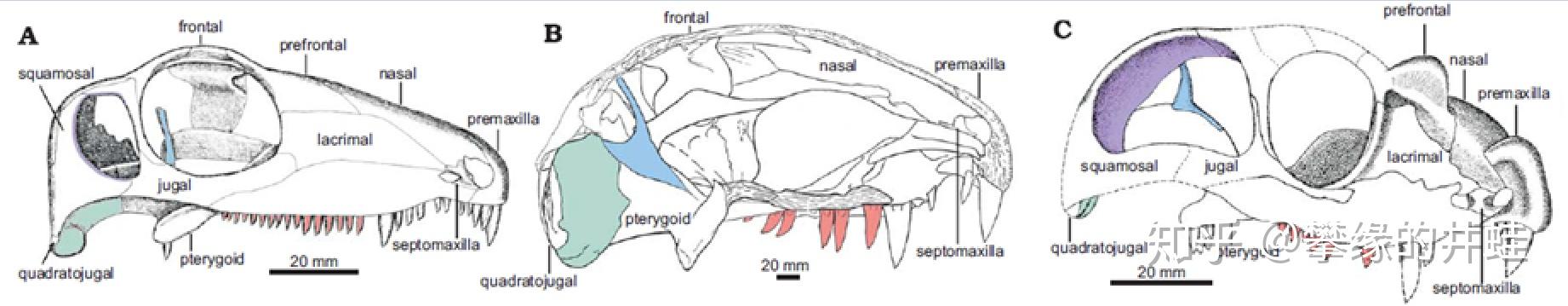 【地球演义】百兽图4：盖凿齿 - 知乎
