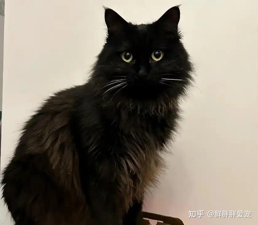 田园猫中的“王者”狮子猫 - 知乎