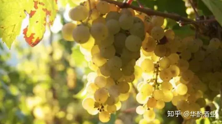 快站好,华酌酒业创始人刘华林老师带大家认识一位雷司令 - 知乎