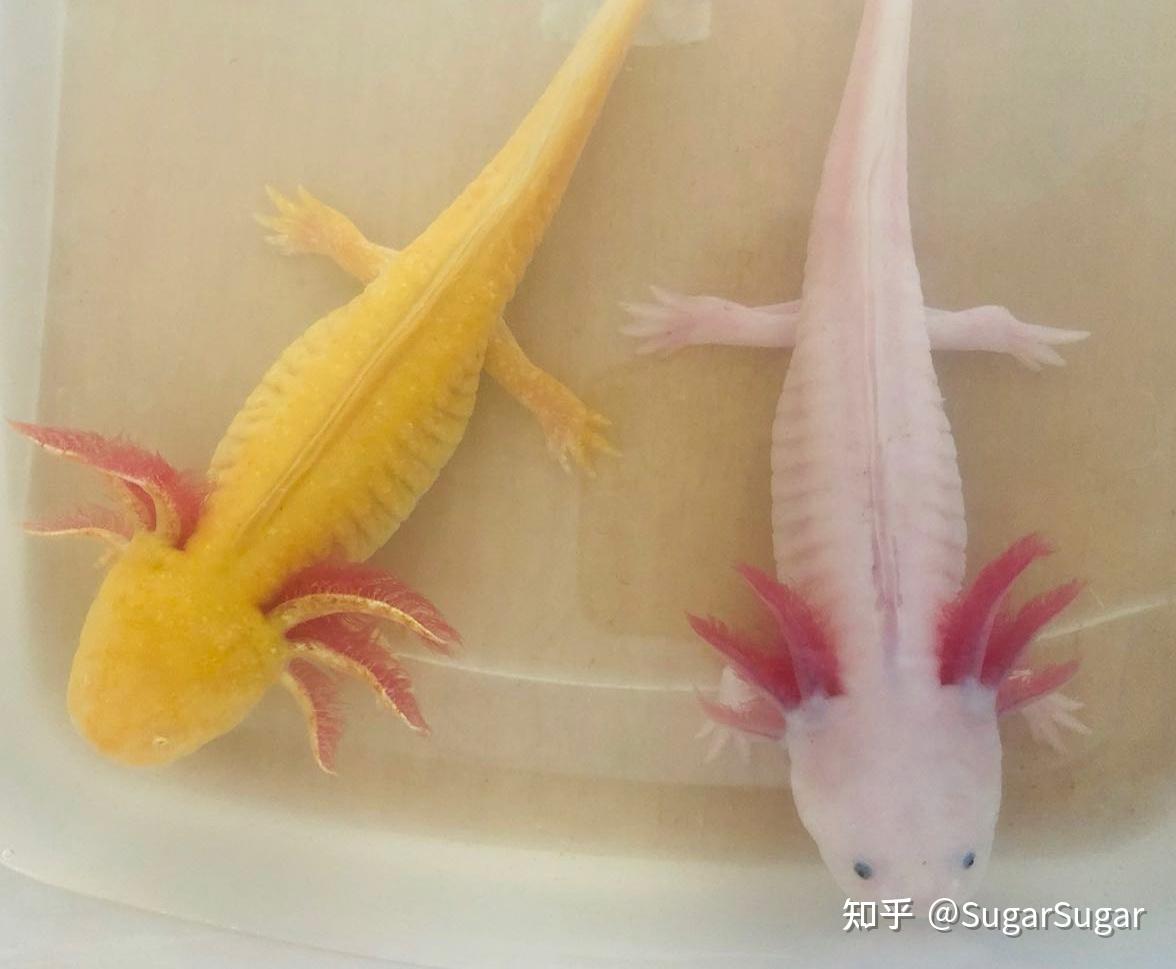 六角恐龙(蝾螈)怎么饲养?有什么要注意的吗? - 知乎