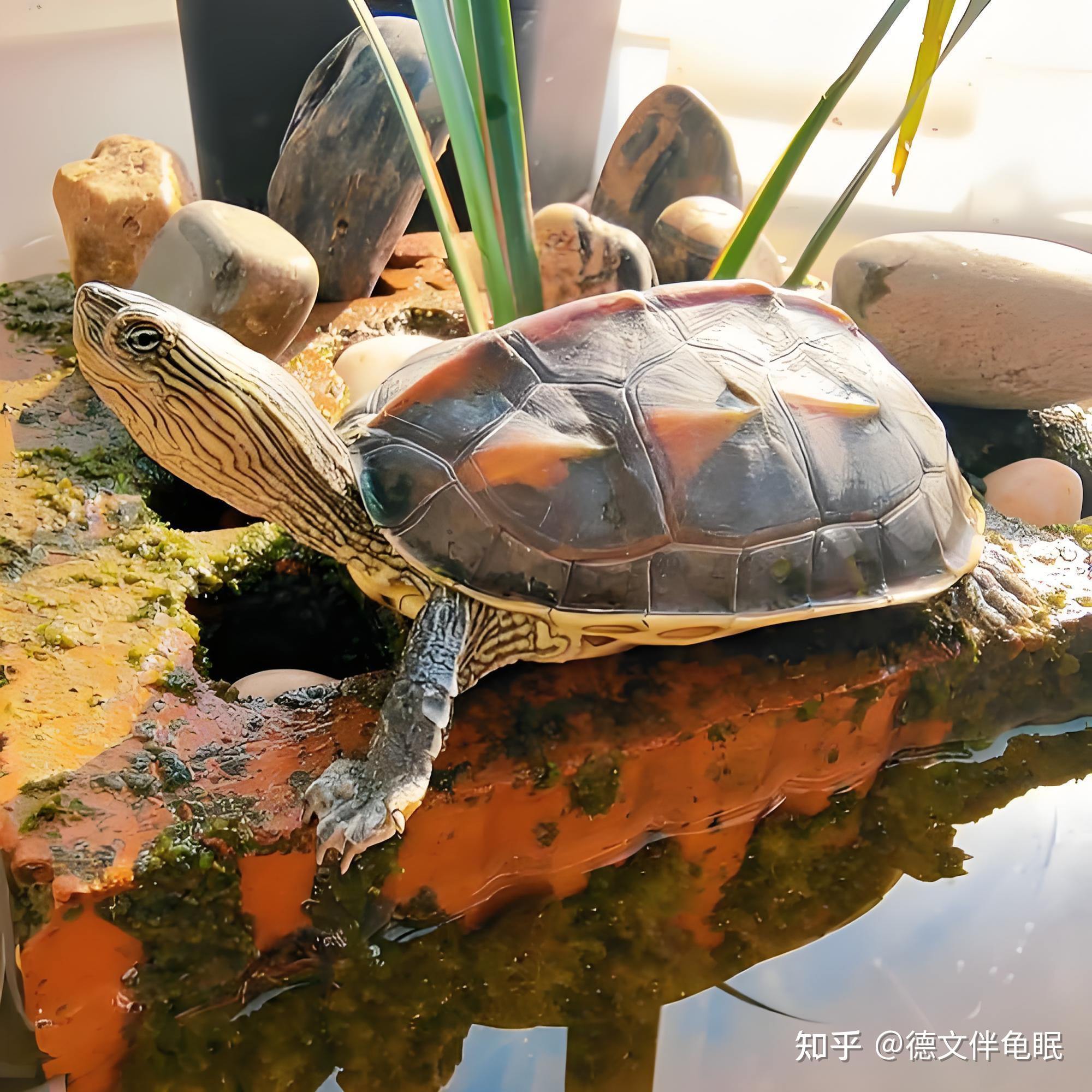 新手养龟别乱买！13种亲测好养的龟，总结全攻略，看完少走90%弯路 - 知乎