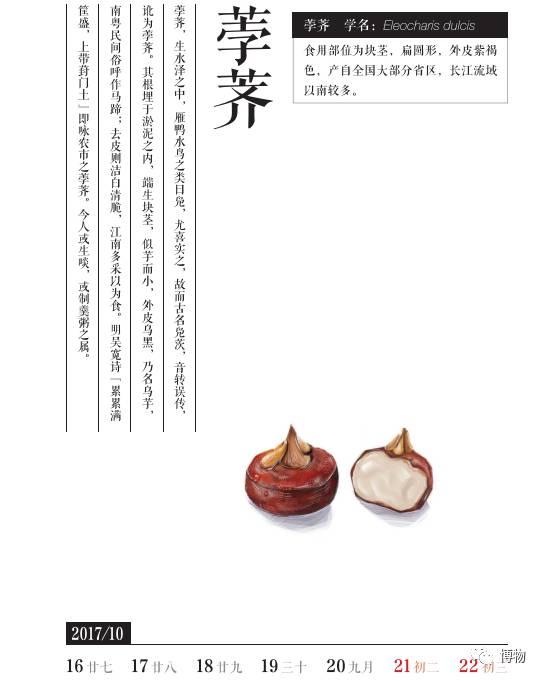 一周一果蔬荸荠到底像肚脐儿还是像马蹄儿