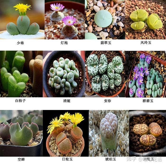 多肉控必看,324种多肉植物图文欣赏 - 知乎