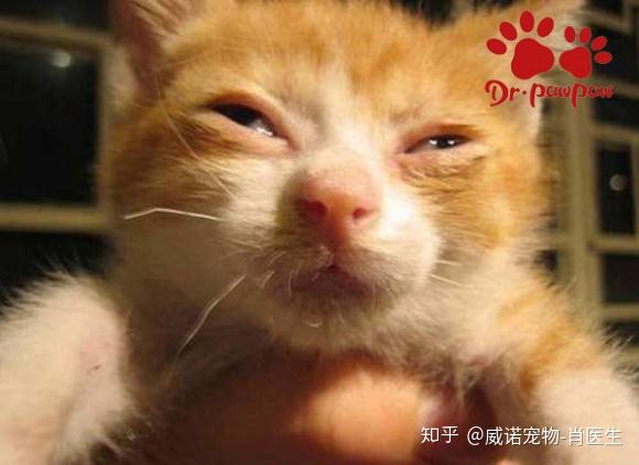猫打喷嚏有浓鼻涕带血 猫打喷嚏黄鼻涕但很活泼 猫咪打喷嚏喷出黄鼻涕