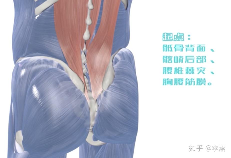 (1)斜方肌:起點在上項線1/3枕外隆凸,項韌帶,第七頸椎棘突,全部胸椎棘