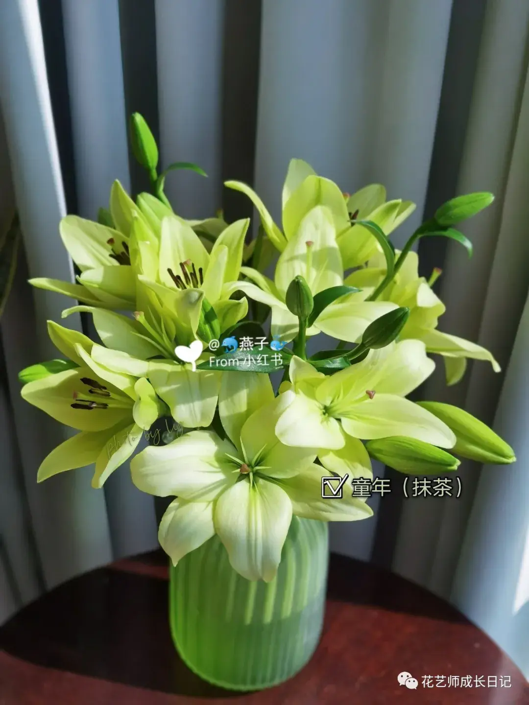 100朵百合vol2童年抹茶色百合给初夏一抹清凉