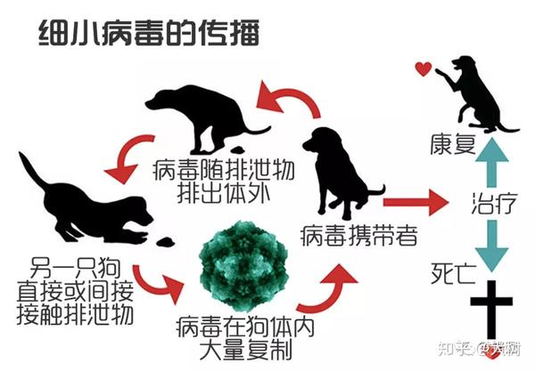 汪指南別怕細小病毒的預防和治療