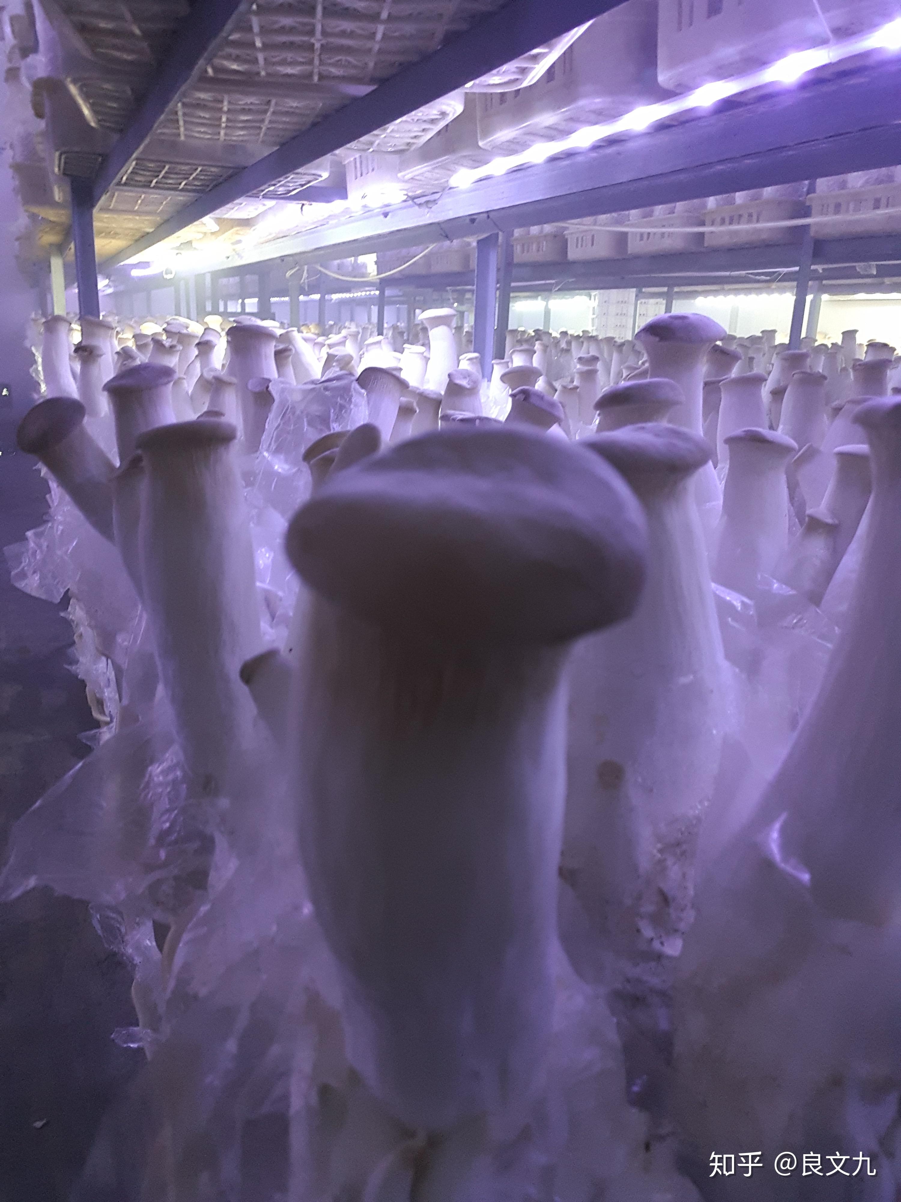 什么叫发酵工程 v2-e5cb07bf5b8ba4669c6d4ab0f399bd70_r.jpg