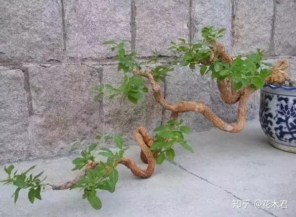 枸杞盆景为何开花多结果少或者开花不结果？ - 知乎