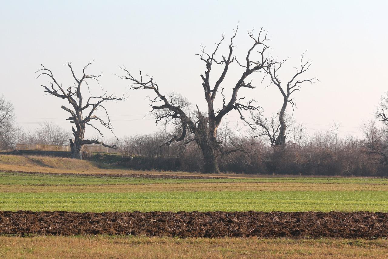 橡树所属类别 是什么