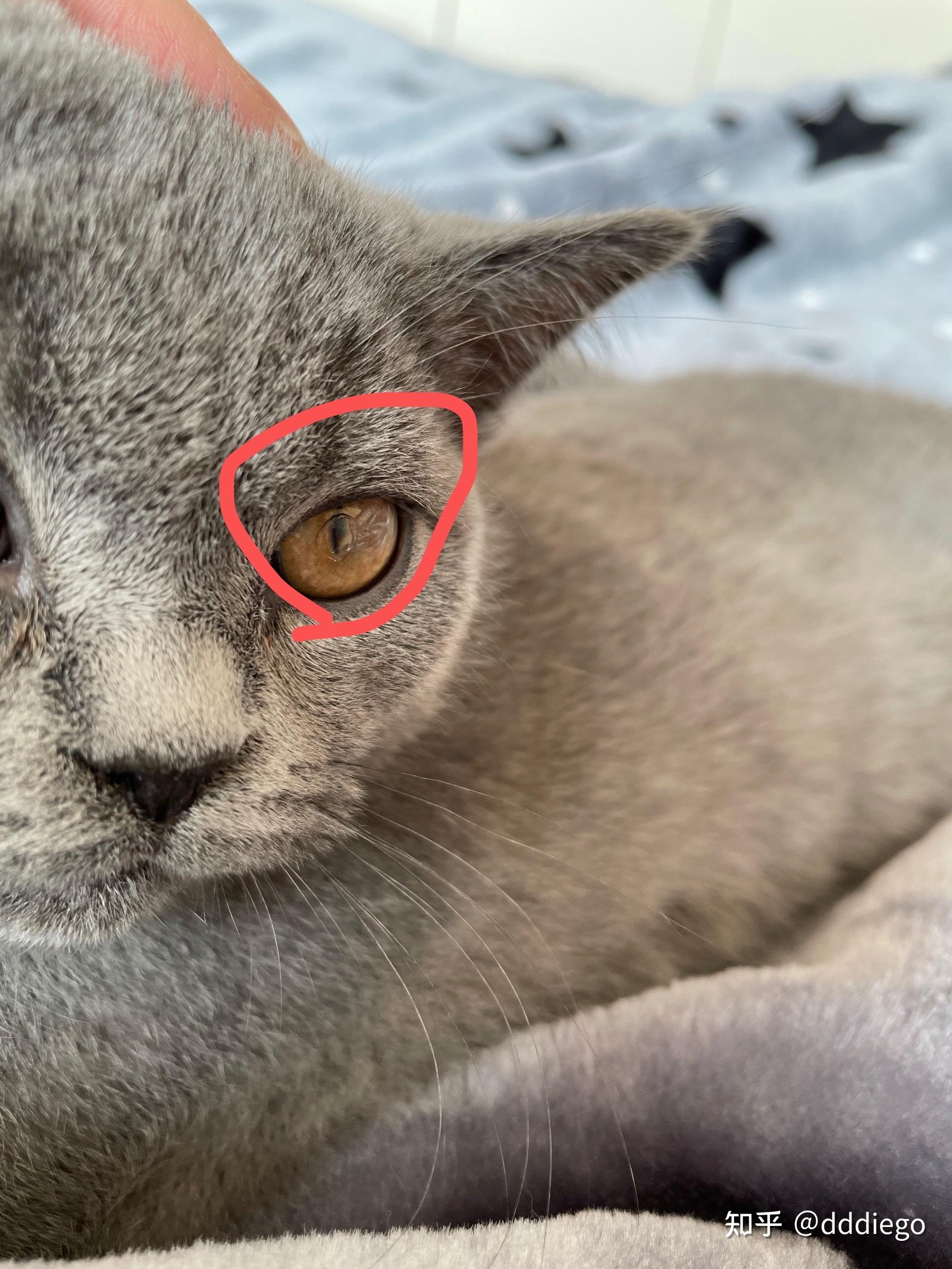 猫咪眼睛里这个透明的膜是什么