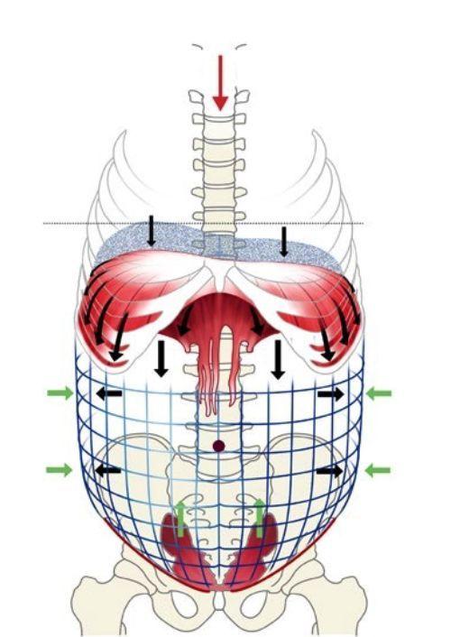当横膈膜的中心肌腱向骨盆移动,腹内的填充物被推向腹肌壁时,大脑会