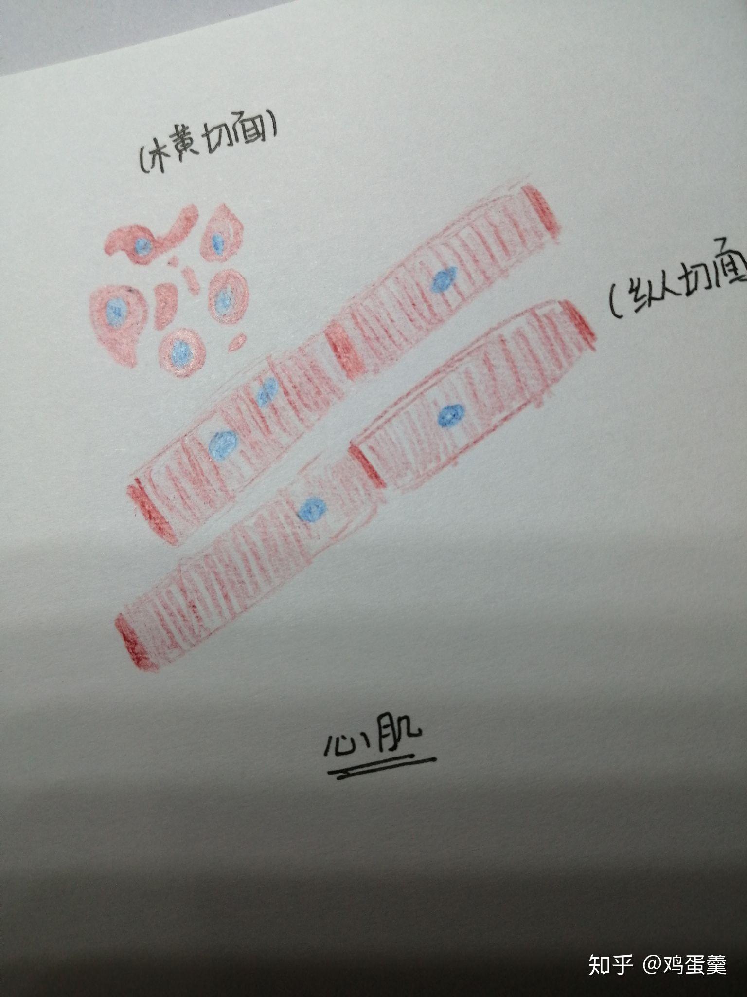 请问心肌红蓝铅笔手绘图怎样画?