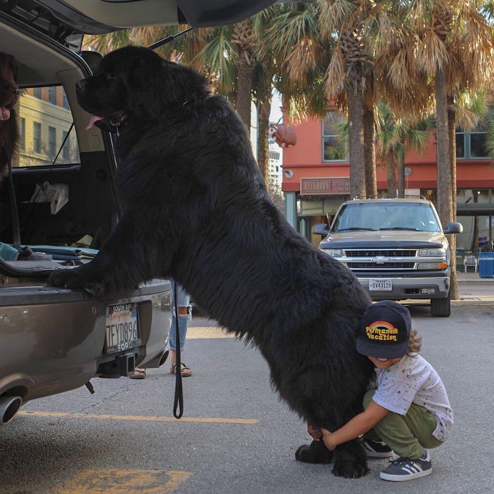与145斤的巨型犬纽芬兰犬同居孩子遛狗变成狗遛人