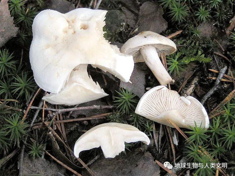 【真菌界全系列-39】伞菌目—口蘑科(上):口蘑 - 知乎