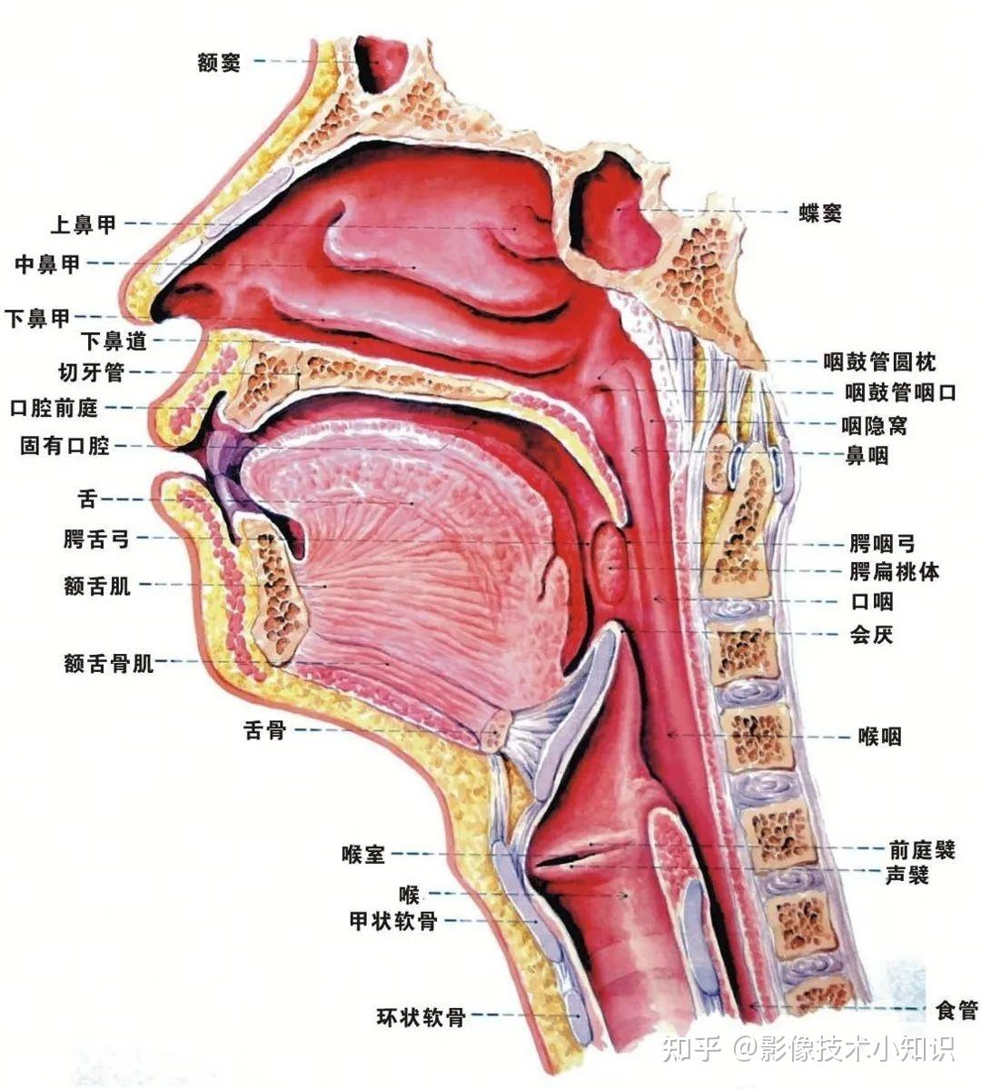 环状软骨突出图片