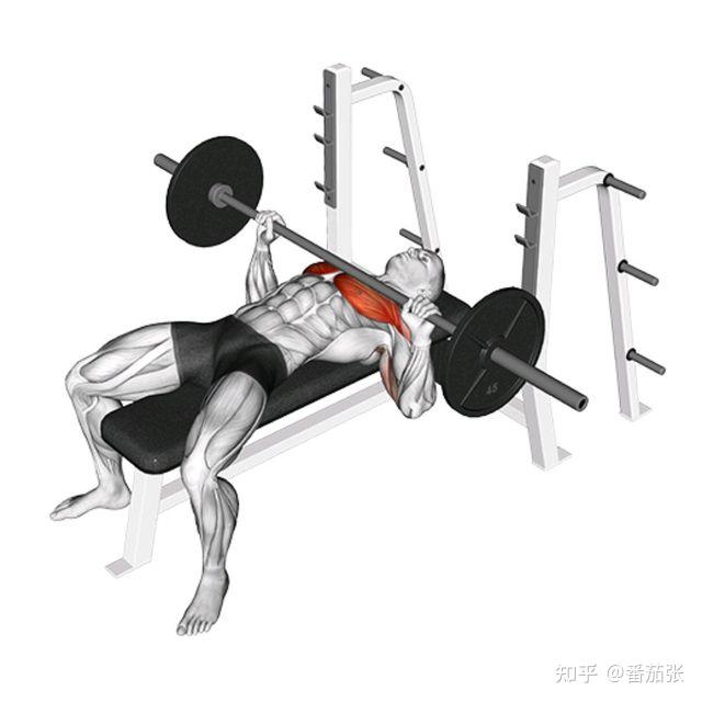 十大胸肌训练动作之一:杠铃卧推 - 知乎