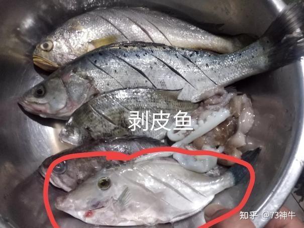 为什么80年代初市场上经常买的“剥皮鱼”，现在看不到了？ - 知乎