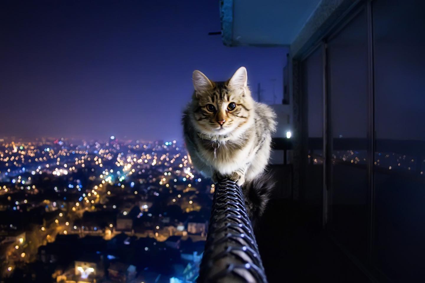 有哪些好看的猫咪壁纸或头像?