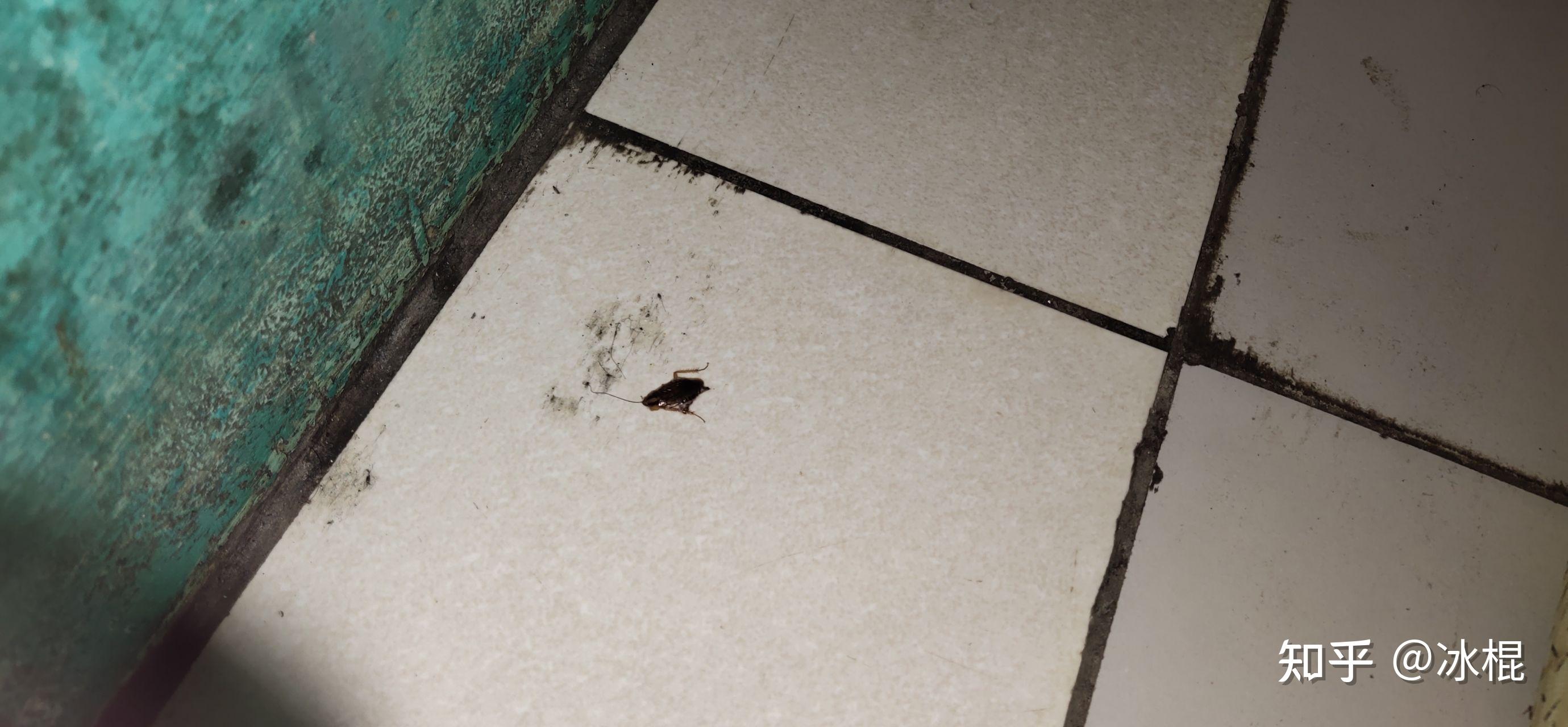 夏天屋里出现虫子91