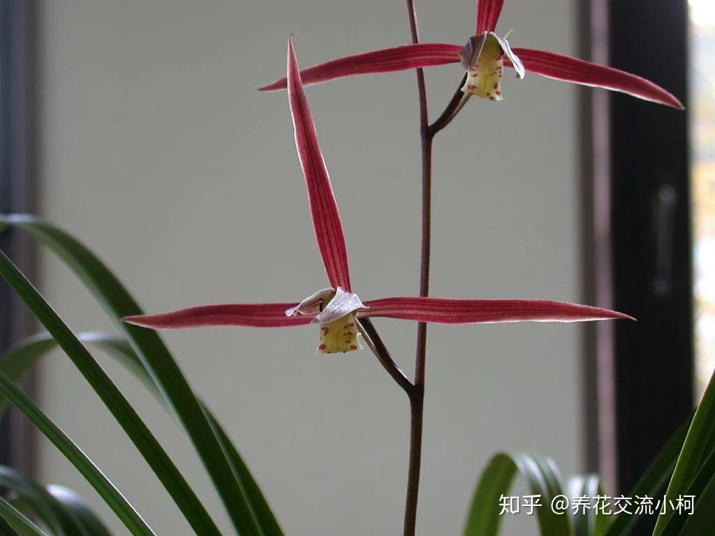 兰花五大家,春兰、蕙兰、建兰、墨兰和寒兰咋养,养护指南看这里 - 知乎