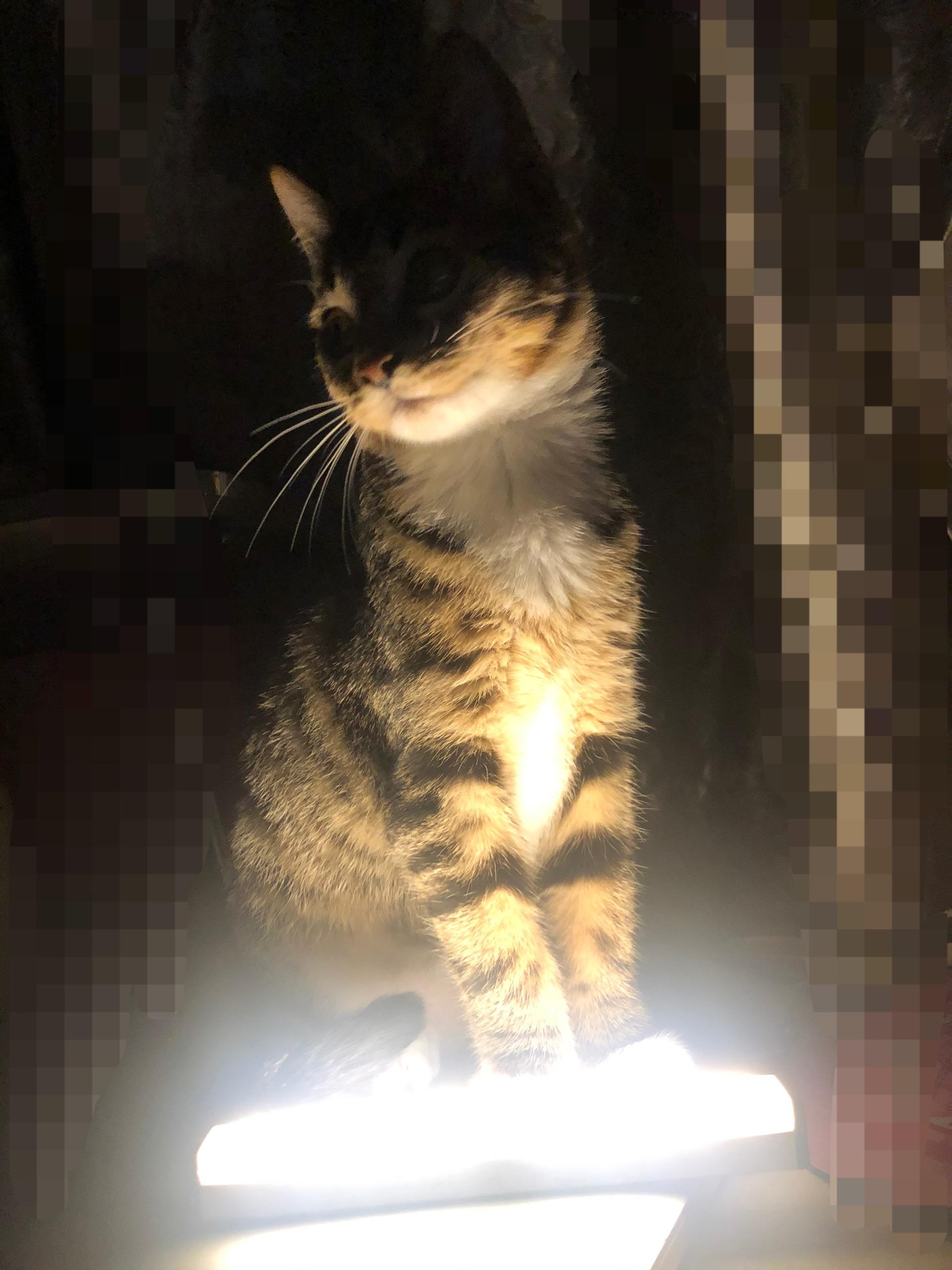 猫的名字搞笑视频 v2-e5f67fa824fd03a570e6223d83c7ce6c_r.jpg