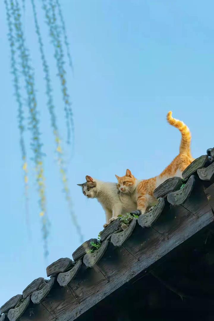 猫子们的日常生活 - 知乎