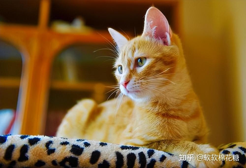 猫界好养活的7种猫寿命长布偶猫上榜了