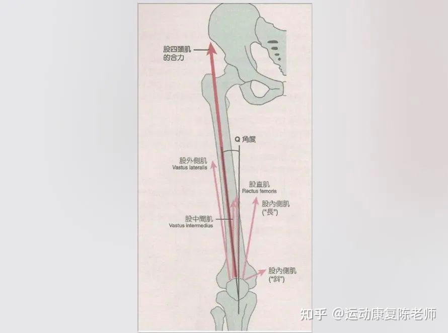 【锐博康复科普】科学解读下肢力线:如何改善X型腿和O型腿? - 知乎