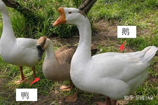 虽然鹅和鸭都同属雁形目动物,也是很常见的家禽但很多人对他们没概念