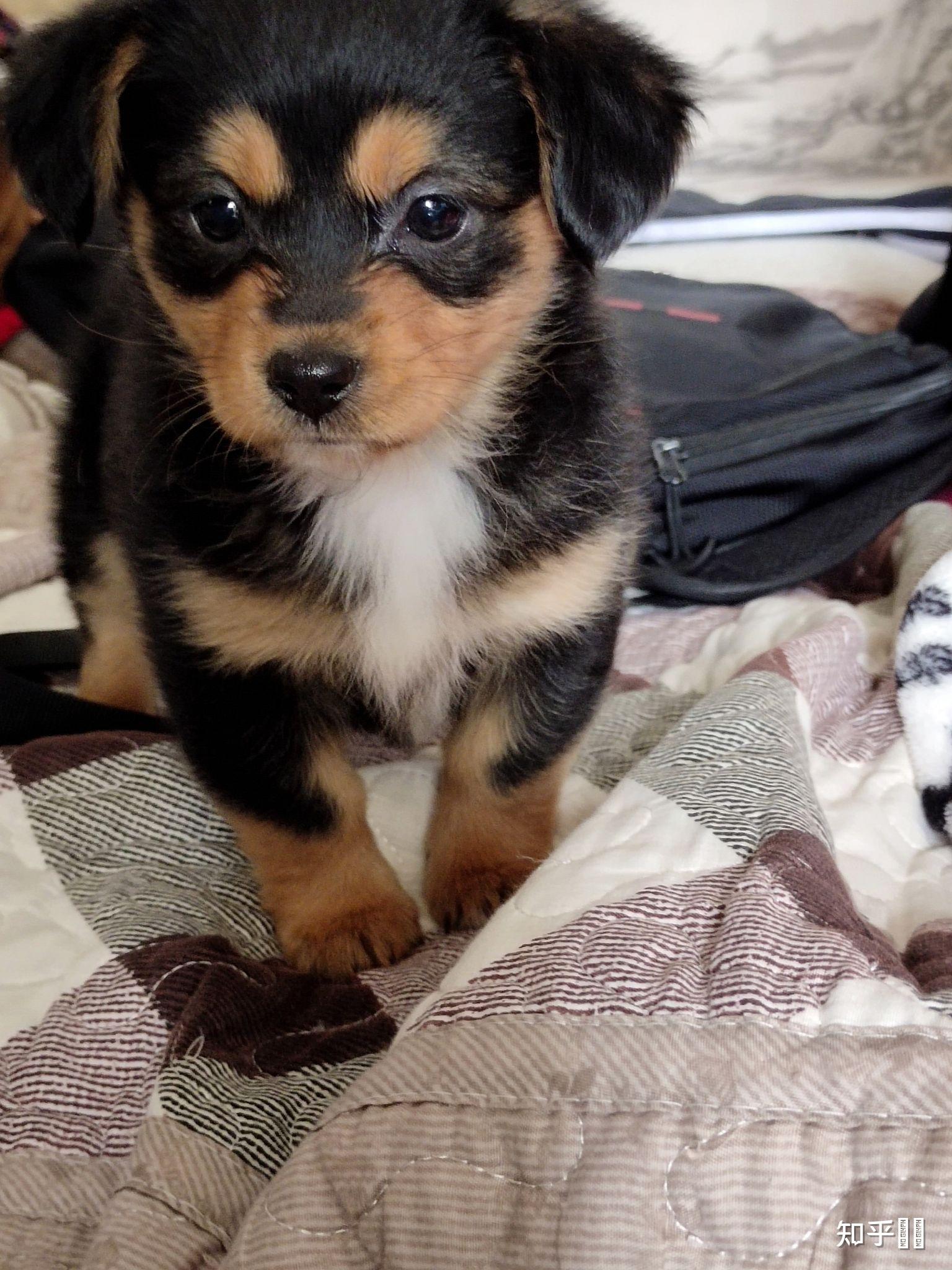 求问这是什么品种的狗?是四眼狗吗?为什么有人说四眼狗不能养? - 知乎