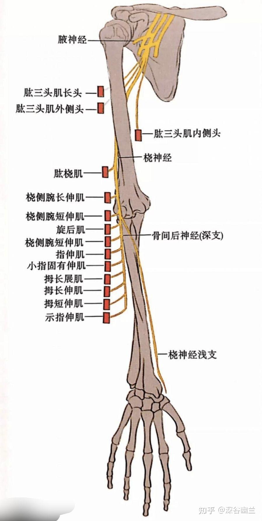 手肘麻筋位置图解图片