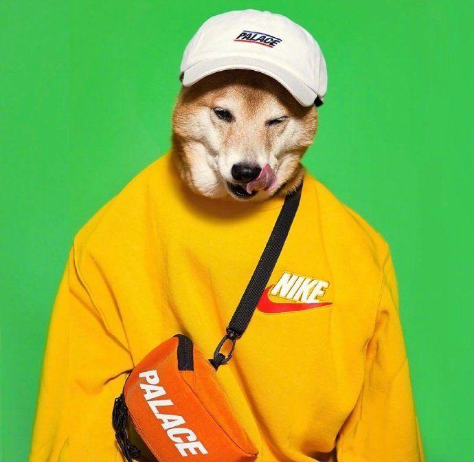 知乎大神有没有跟这个类似的柴犬穿衣服的头像? - 知乎