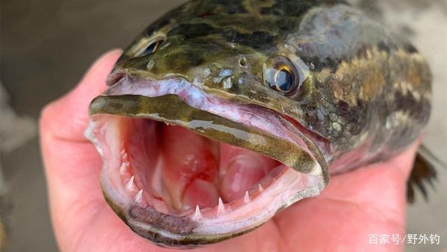 黑鱼头为什么不能吃