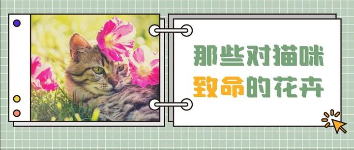 90 的常见花卉都会令猫中毒 剁手买花前 先看看这篇 知乎