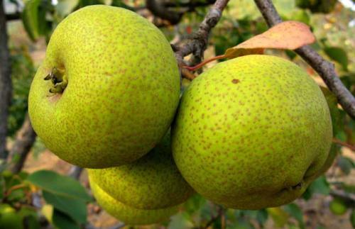 禾田物语梨都有哪些品种梨有什么功效与作用哪种梨最甜最好吃呢