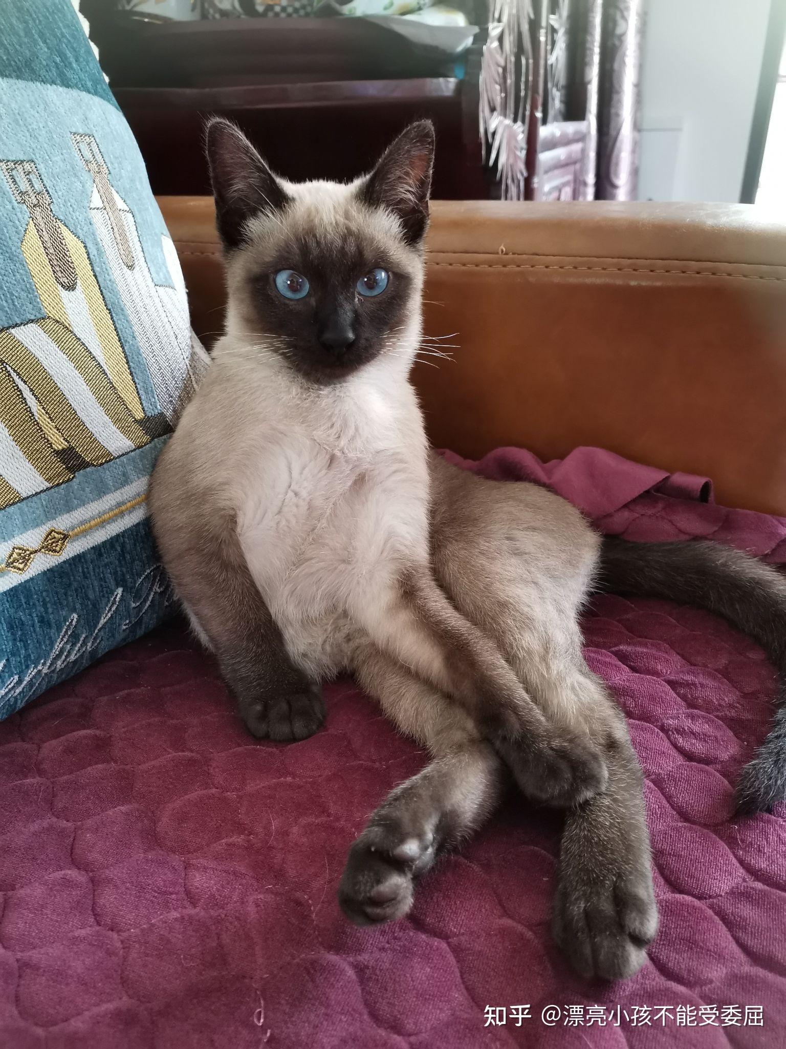 暹罗猫是不是攻击性很强