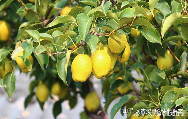 梨树根腐病的防治方法,根腐枯萎病用什么药,软腐烂根怎样处理! - 知乎