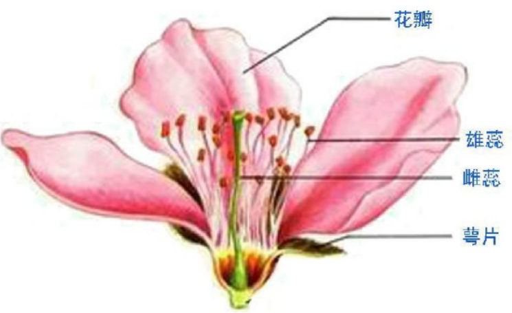 花萼在花朵未开放时,保护着花蕾,在花开时托着花冠