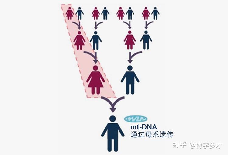 lucy与线粒体夏娃有什么关系吗