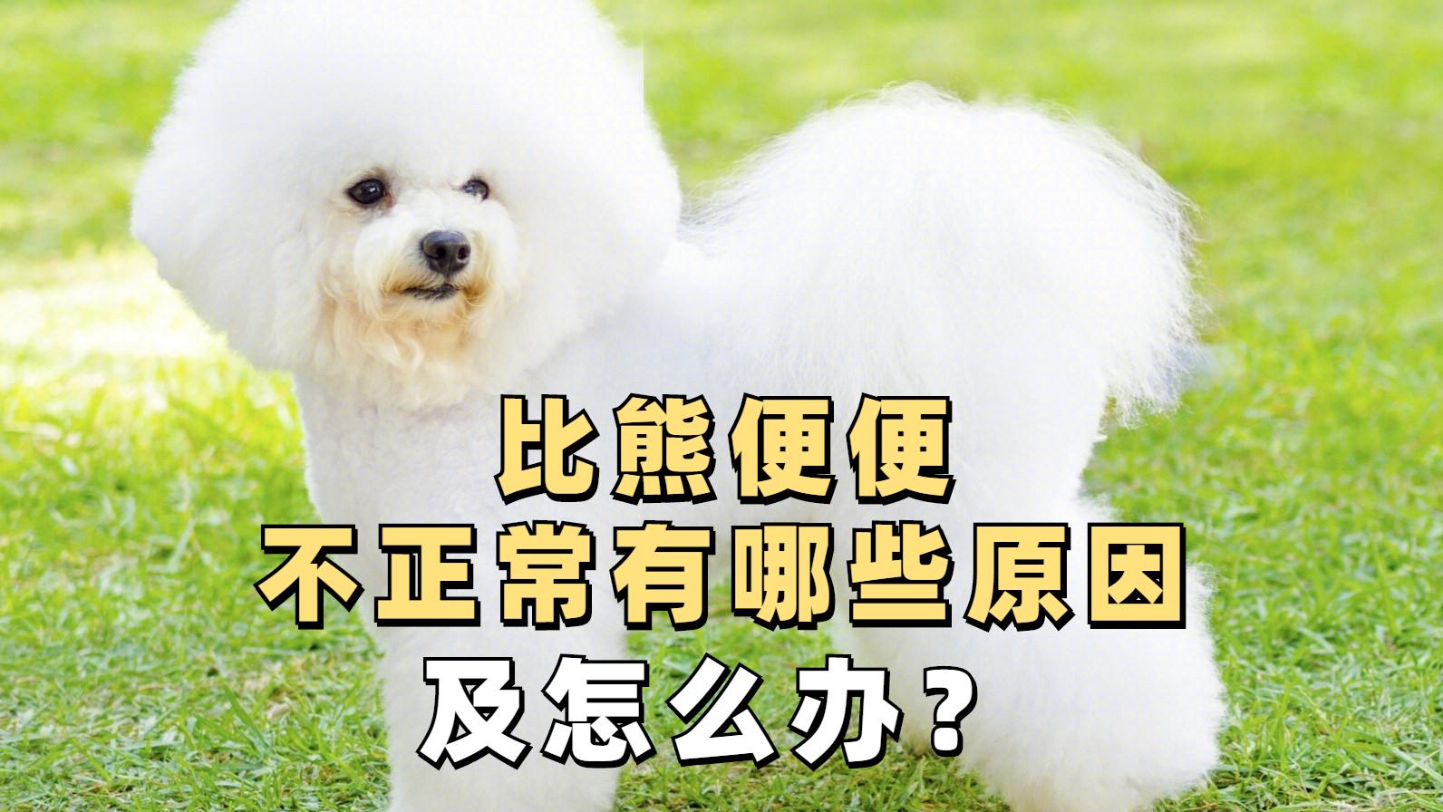 泰迪犬正常便便图图片