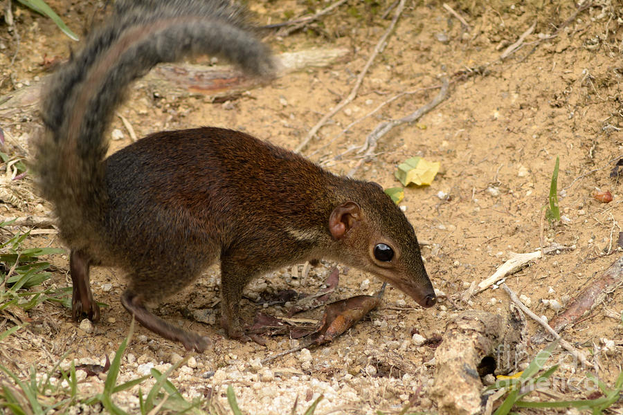 番外啮齿目兔形目灵长总目