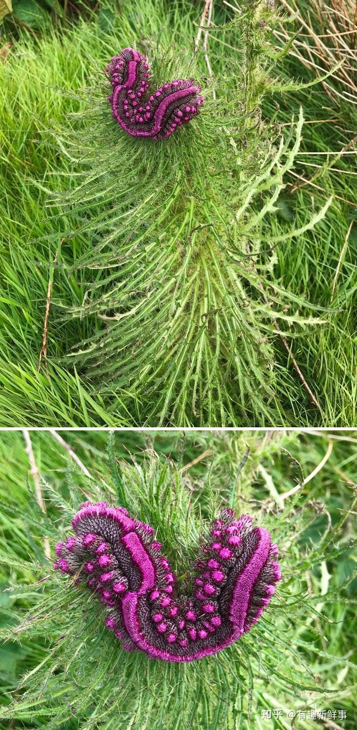 37种罕见的变异植物