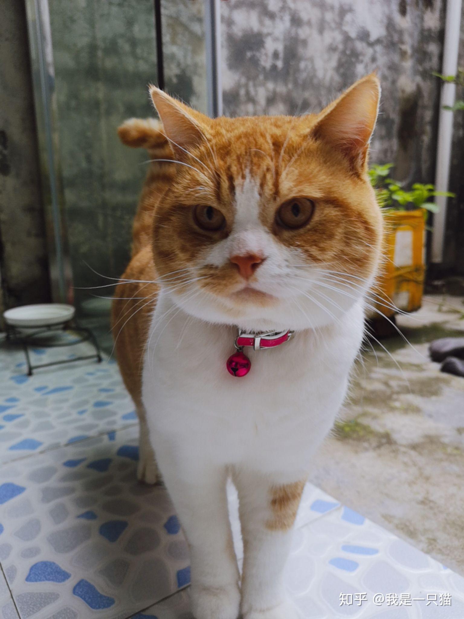 请问我这个英短红白品相怎么样